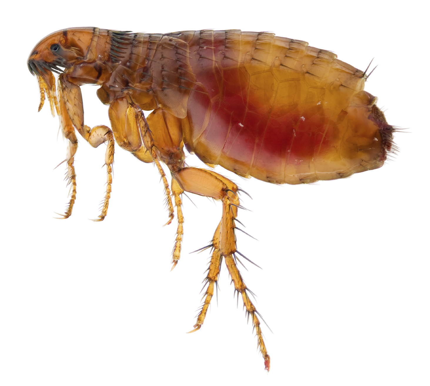 Flea Control Flea Control-Pest Control Nottingham