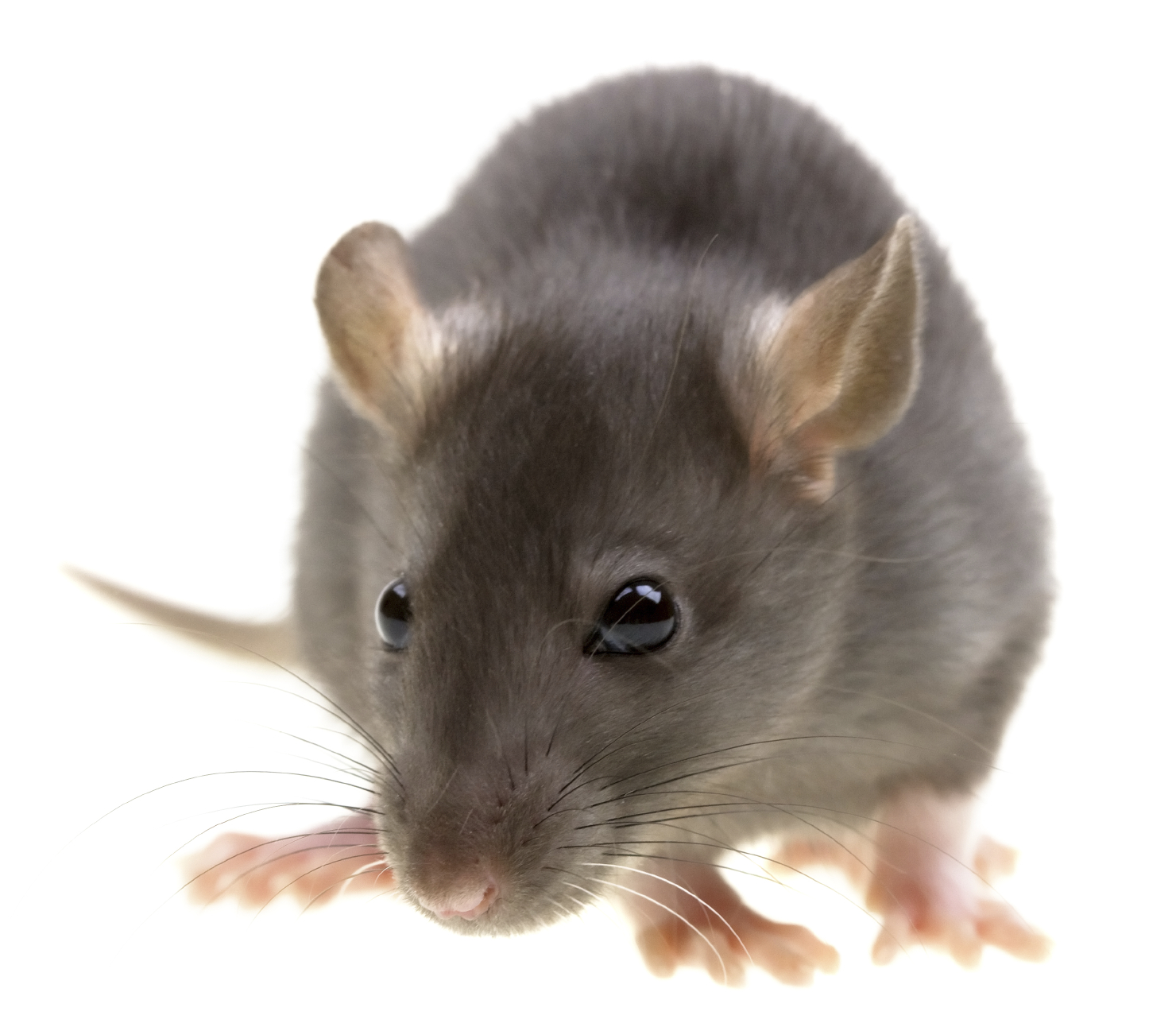 Rodent Control Rodent Control-Pest Control Nottingham