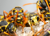 Wasp Nest Removal Wasp Nest Removal-Pest Control Nottingham